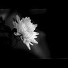 alee0326